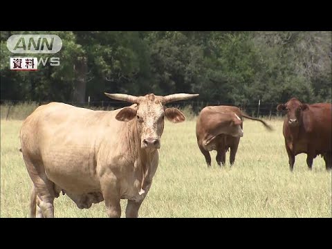 アメリカ産の冷凍牛肉の関税が一時的に引き上げへ(17/07/26)